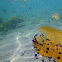 Invasión de medusas 