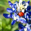 Bluebonnets
