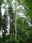 Oak tree in Bialowieza Forest - Poland