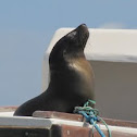 Galápagos Sea Lion