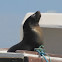 Galápagos Sea Lion