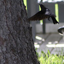 Brown-headed Cowbird