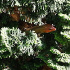 Broad-headed Skink