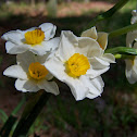 Daffodil
