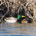 Mallard; Anade Real