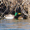 Mallard; Anade Real