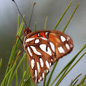 Gulf Fritillary