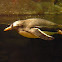 Pingüino juanito, Gentoo Penguin