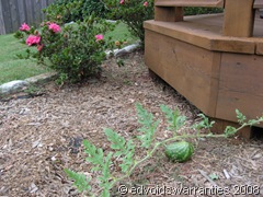 watermelon