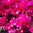 Bouganvillea 