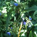 Four o'clocks , spiderwort