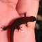 Upland Gecko