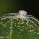 Running Crab Spider