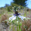 Love-in-a-mist