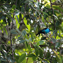 Paradise Tanager