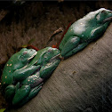 Australian Green Tree Frog