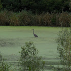 Great Blue Heron