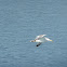 Yellow-legged gull