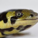 Tiger salamander