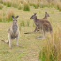 Eastern Grey Kangaroo