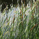 CatTail