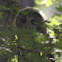 Spotted Owl