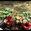 Strawberrys