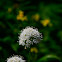 Sitka Valerian