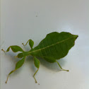 Leaf insect
