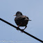 Starling; Estornino Pinto