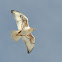 Ferruginous Hawk