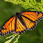 Viceroy