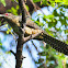 Asian Koel (Female)