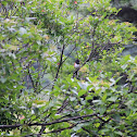 Rufous-Sided Towhee