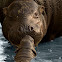 Pygmy Hippopotamus