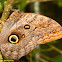 Pale Owl Butterfly