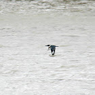 belted kingfisher
