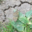speckled wood