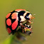 Lunate Ladybird