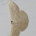 Scopula Moth