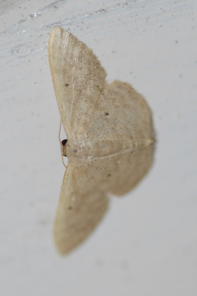 Spotting Image 1