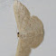 Scopula Moth