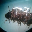 Giant Case-Maker Caddisflies