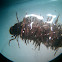 Giant Case-Maker Caddisflies