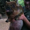 Kune kune pigs