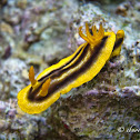 Josh's Chromodoris