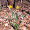 Daffodils