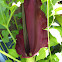 voodoo or stink lily