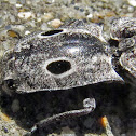 Blind click beetle