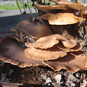 Oyster Mushrooms
